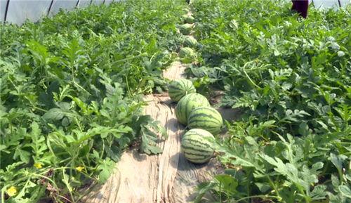 湖北最新吃瓜爆料视频,揭秘神秘事件真相！