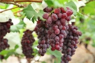 吃瓜葡萄网,带你领略网络世界的酸甜苦辣