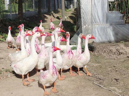 网红大鹅吃瓜视频,网红圈新潮流